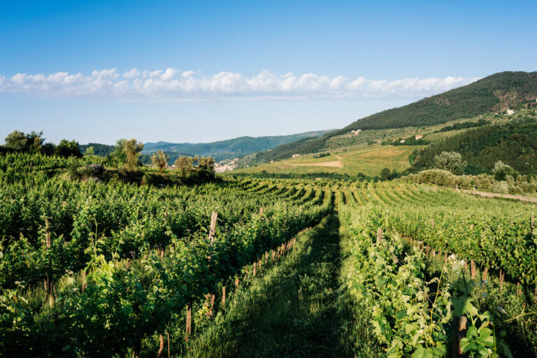 Read more about the article Chianti Rufina: Terroir becomes a competitive advantage