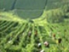 Domaine Rolet