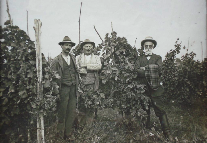 Voyage au coeur de la vitiviniculture du siècle dernier
