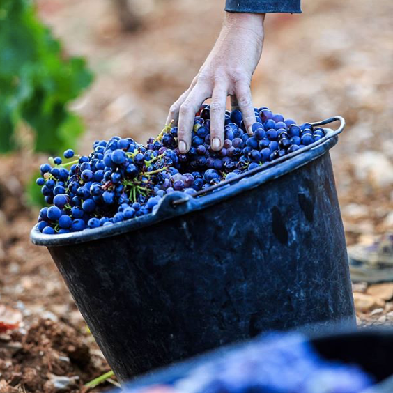 Lire la suite à propos de l’article Vendanges 2021 – Premier tour de vignobles