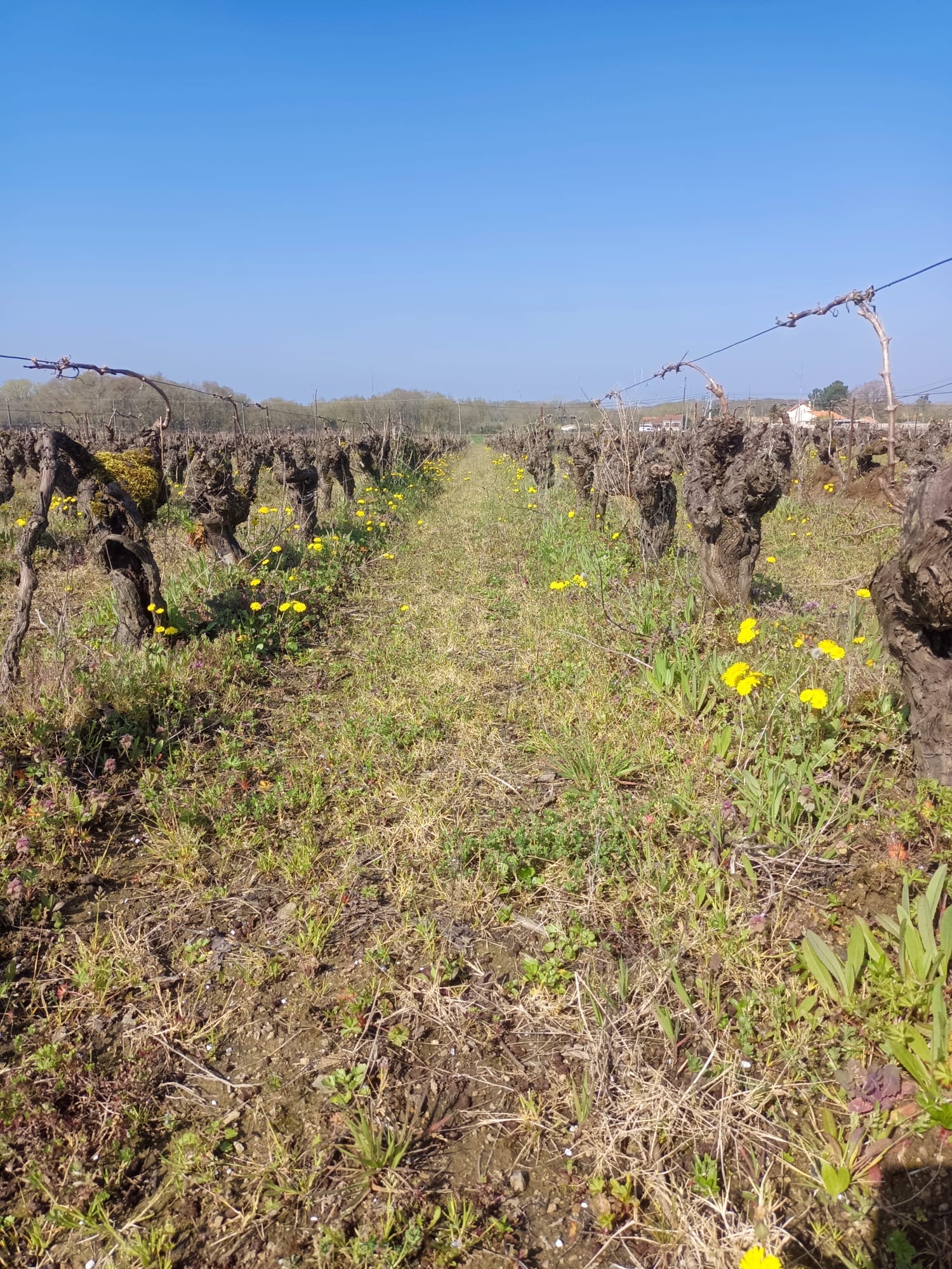 Domaine Batard langelier