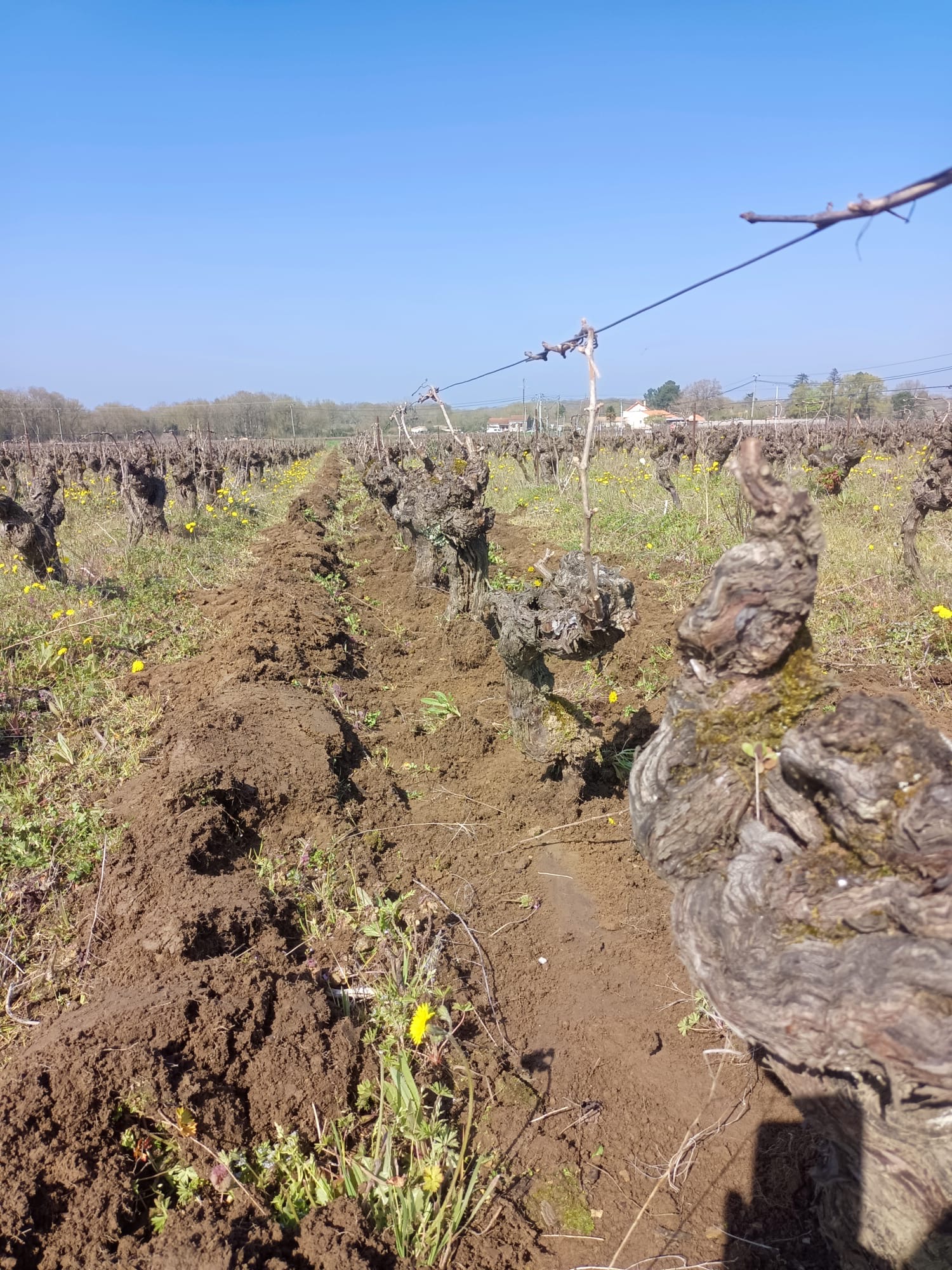 Domaine Batard Langelier