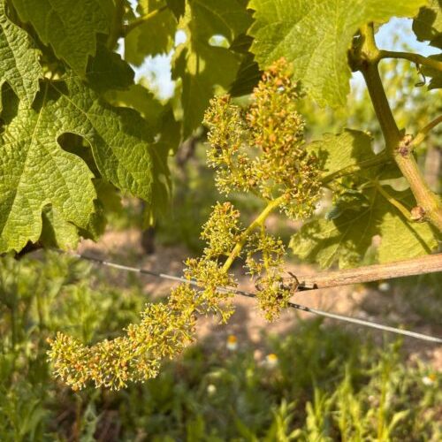 floraison merlot 27 mai floraison merlot 27 mai