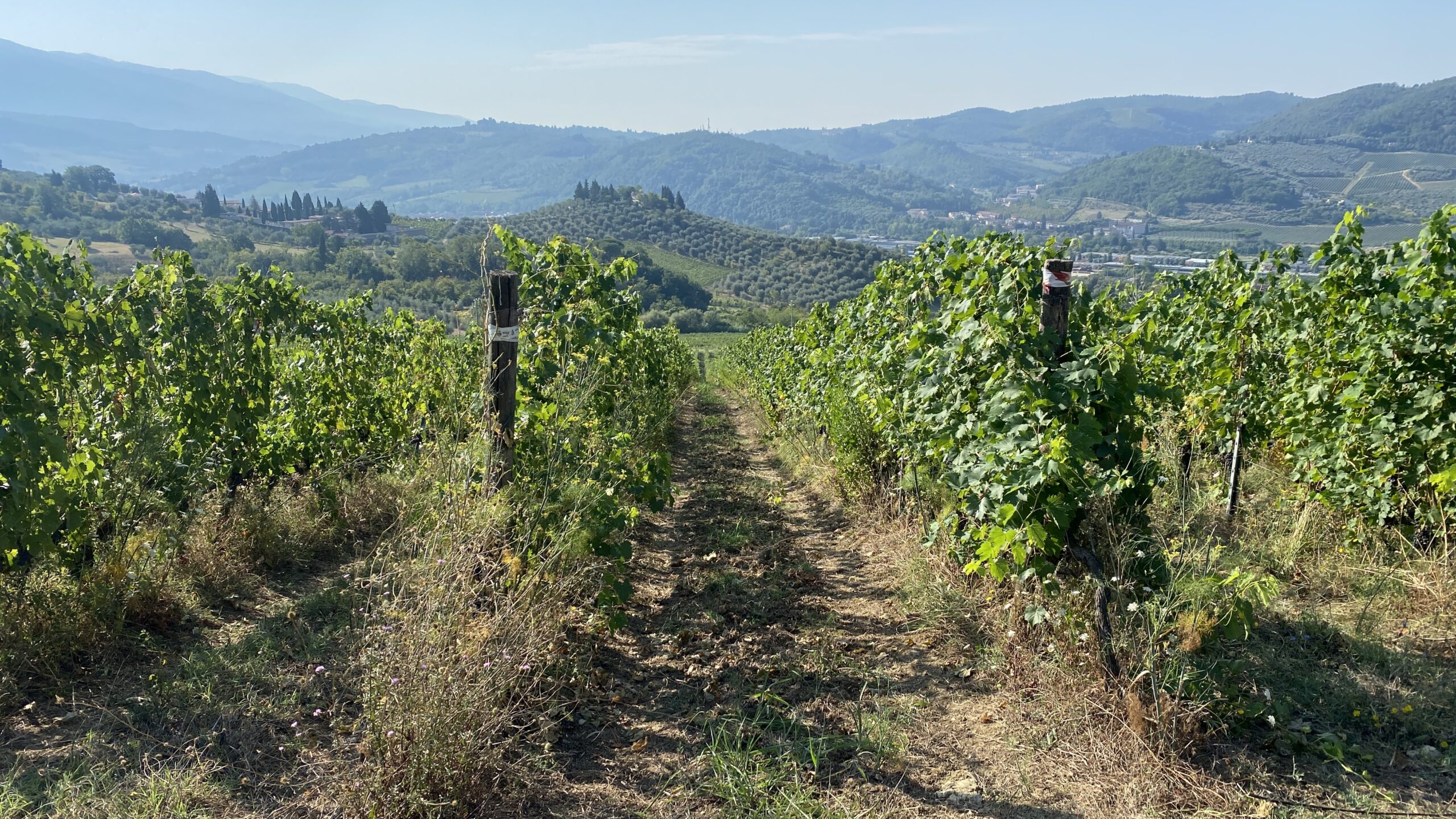 View from the ERCHI vineyard