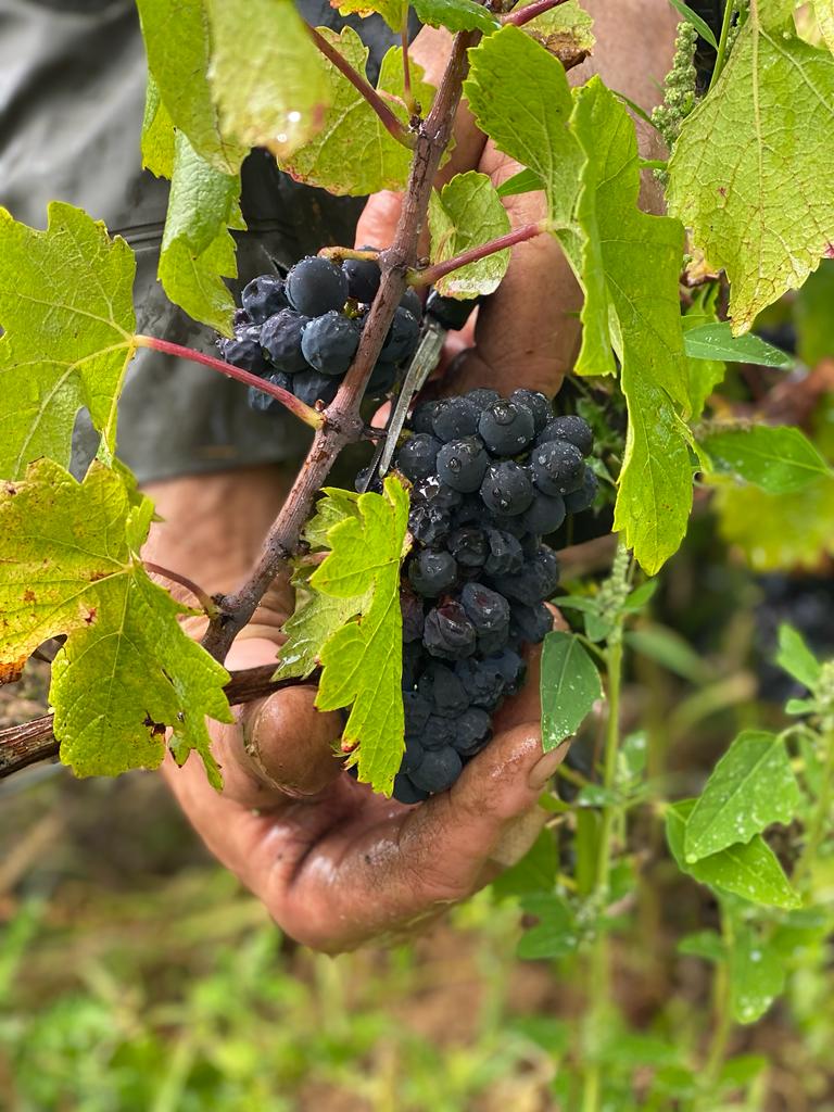 cueillette du pinot noir cueillette du pinot noir