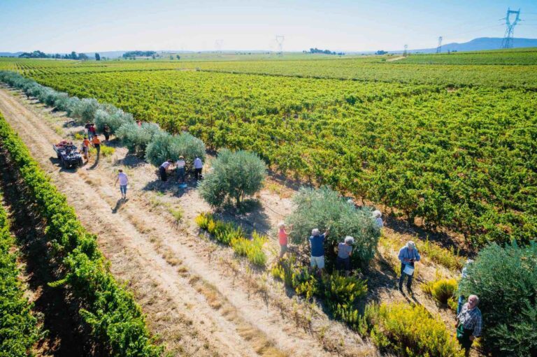 Read more about the article Domaine des Homs – Return to the vineyard 2023