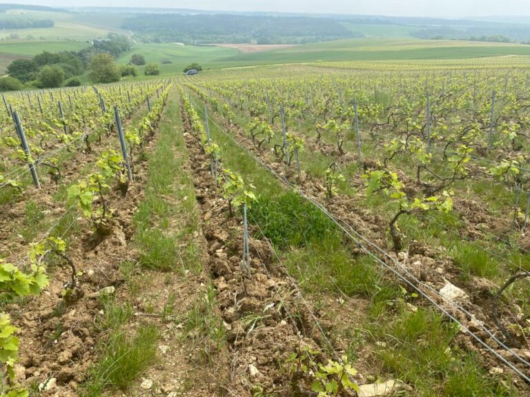 Read more about the article Champagne Louise Brison – 2024 Spring Frost Challenges