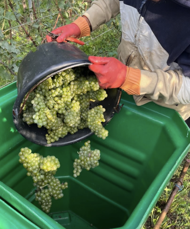 Read more about the article Domaine Bader : Alsace 2024