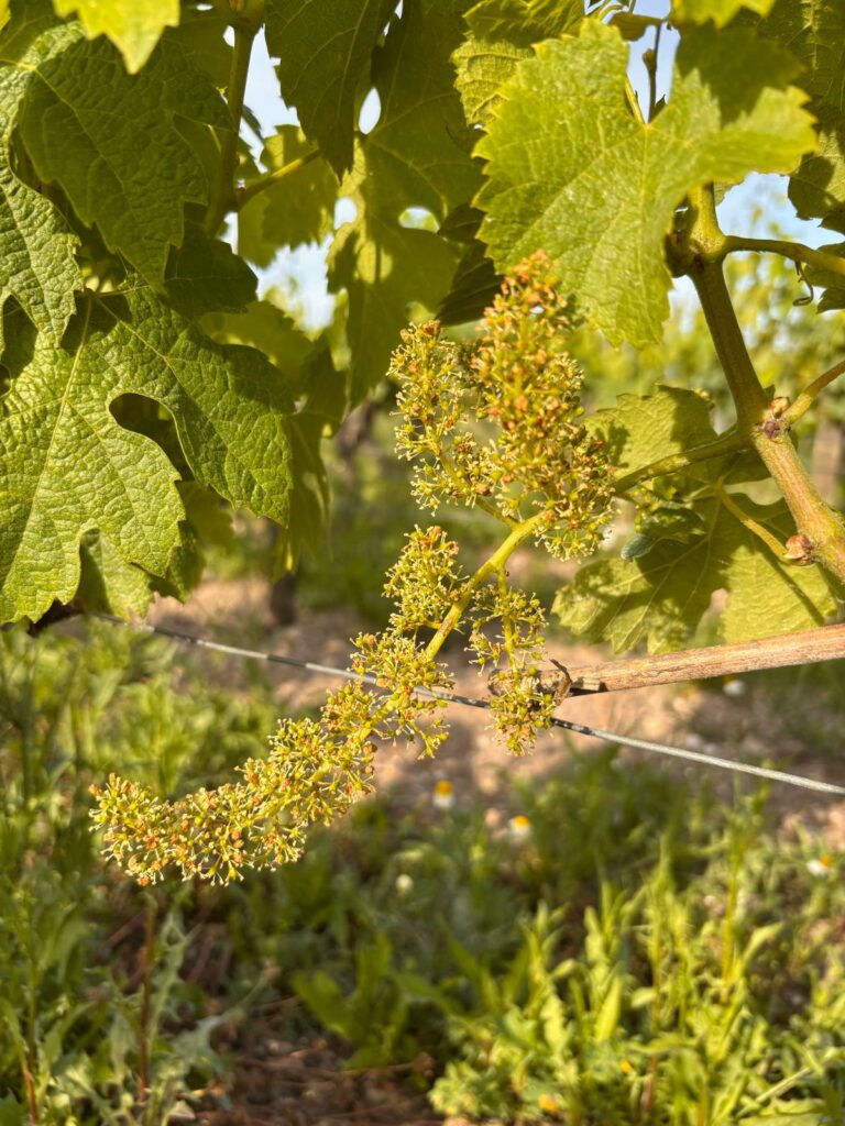 Read more about the article Spring 2025 at Château Fourcas Hosten