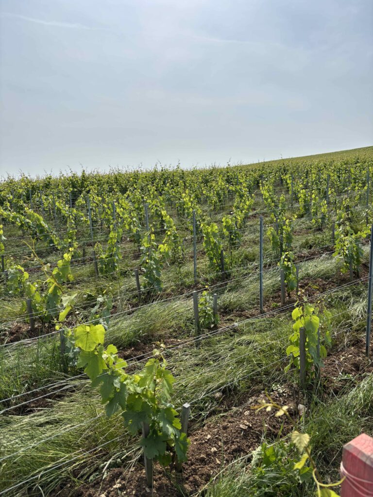 Read more about the article Visit report -June 2025 – Champagne Louise Brison