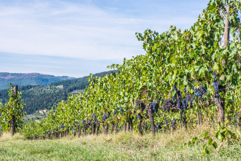 Read more about the article Selvapiana: Sangiovese as a philosophy, not just a variety (3/6 serie)