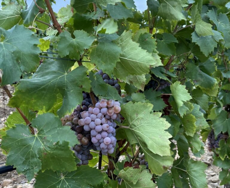 Read more about the article The Forgotten Shade of Grenache