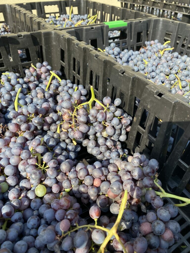 Read more about the article Bronzato: a return to Valpolicella’s authentic voice