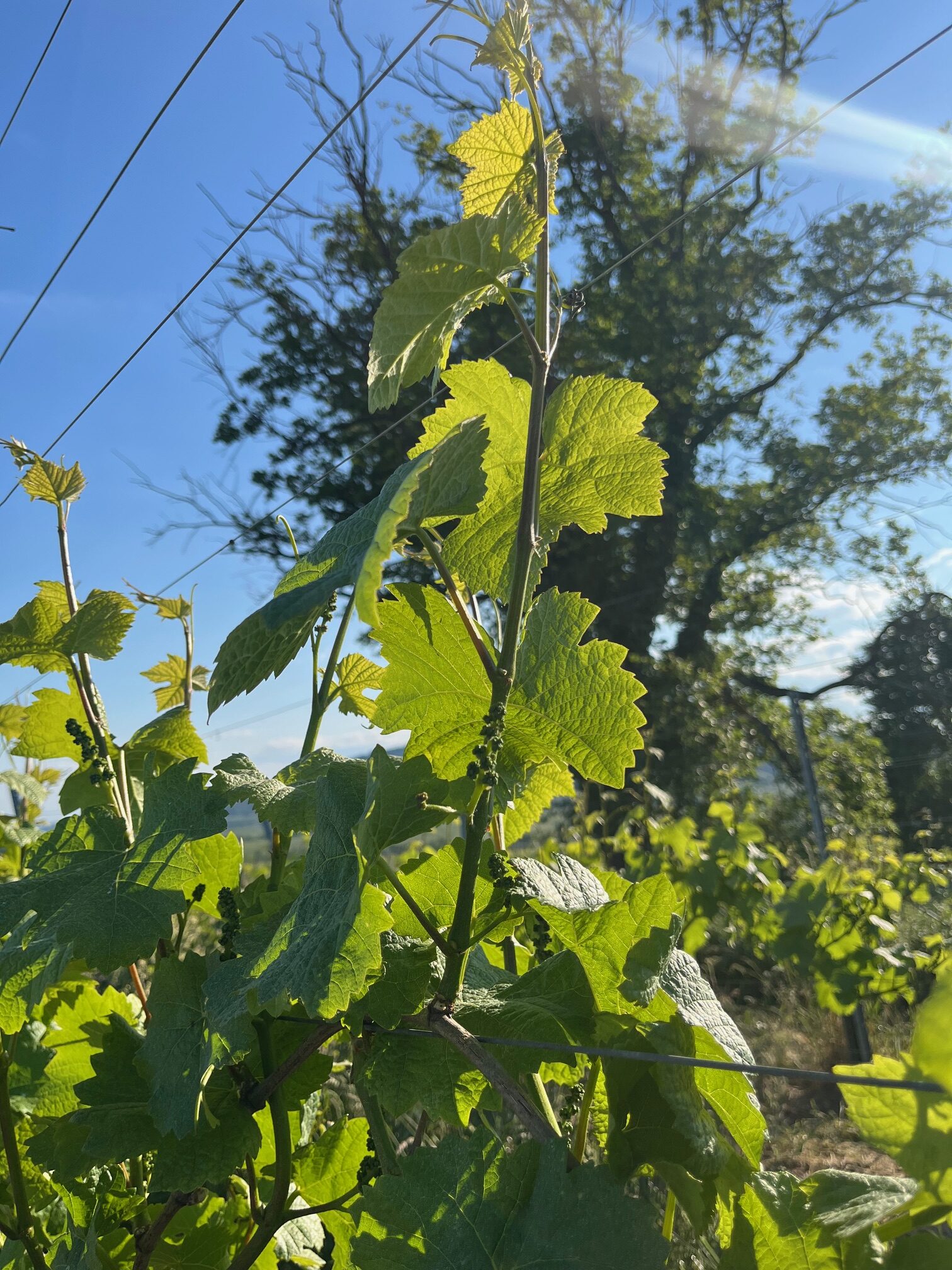 05-25 vignoble pinot noir fronholz Domaine Bader - inflorescence