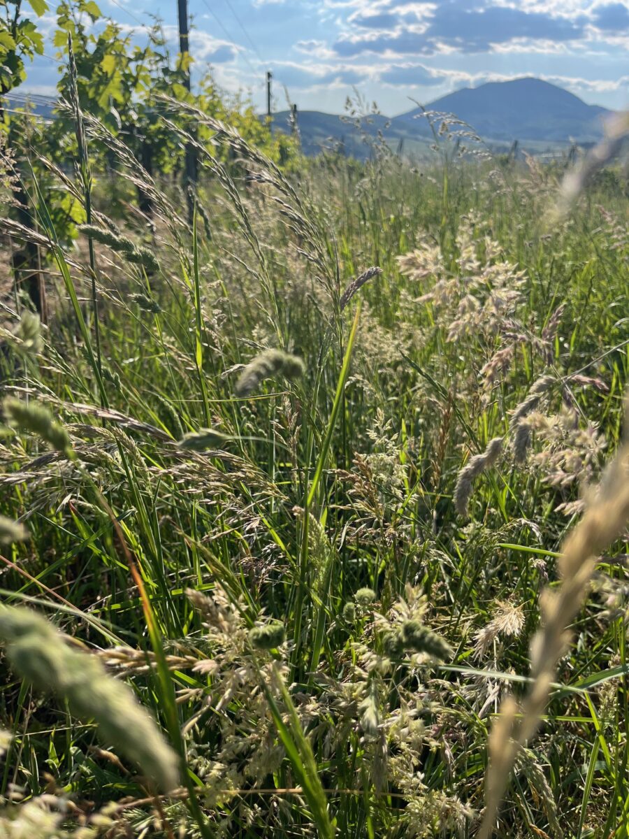 Domaine Bader