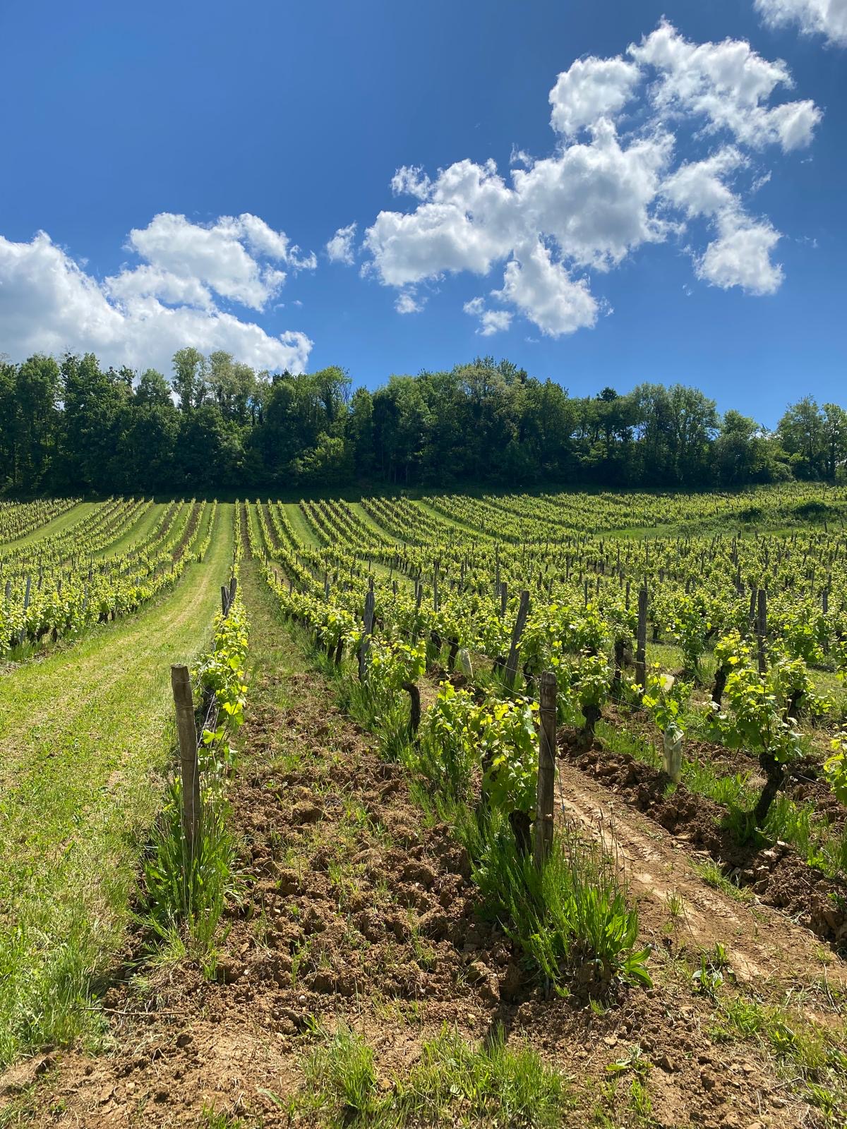 vignoble en mai vignoble en mai