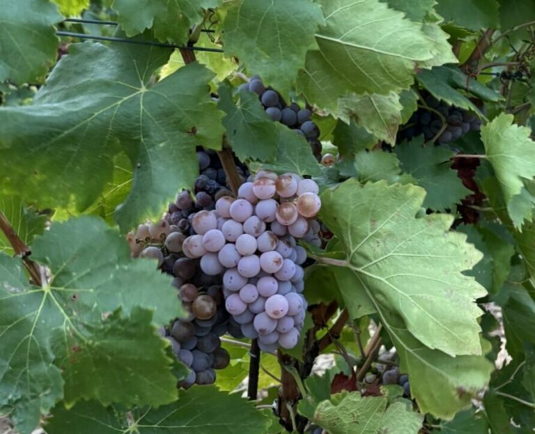 Lire la suite à propos de l’article Les variations oubliées du Grenache