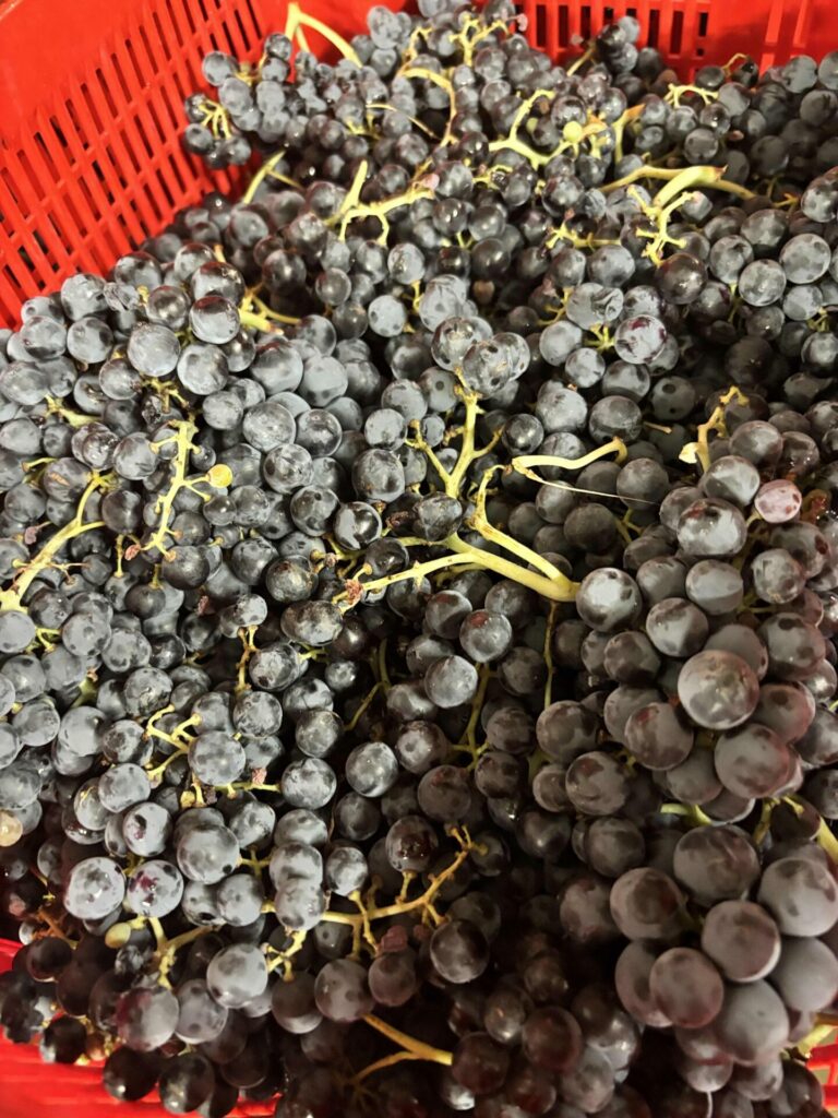 Lire la suite à propos de l’article Vendanges 2026 : rapports de nos domaines 